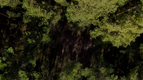Aerial drone top down view of spring pine forest Stock Footage 174843347