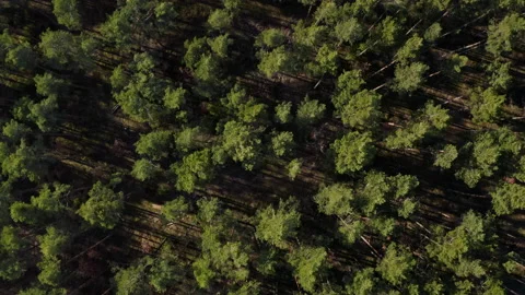 Aerial drone top down view of spring pine forest Stock Footage 174862955