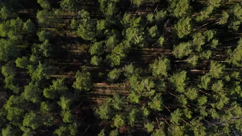 Aerial drone top down view of spring pine forest Stock Footage 175106890
