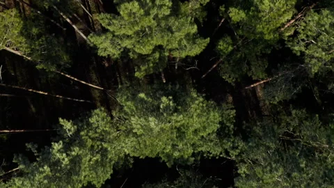 Aerial drone top down view of spring pine forest Stock Footage 175155382