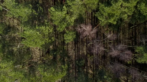 Aerial drone top down view of spring pine forest Stock Footage 175345015