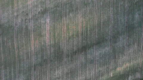 Aerial drone top down view of freshly sown field at sunset Stock Footage 196879053