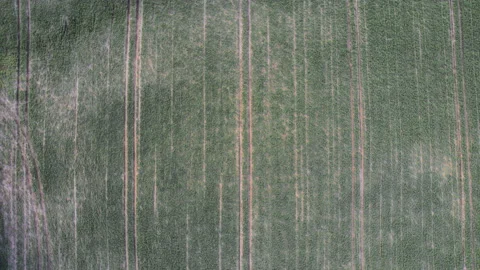Aerial drone top down view of freshly sown green field at sunset Stock Footage 197060174