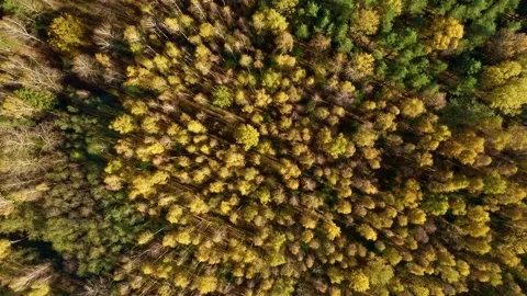 Aerial drone top down view. Yellow, orange, red autumn trees in colorful forest. Stock-Footage 205449630