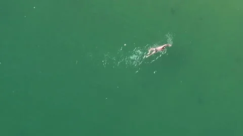 Aerial drone top down view of an unidentifiable male swimmer on open ocean water Stock Footage 208345884