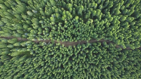 Aerial drone top down view of pine forest trail road Stock Footage 247544704