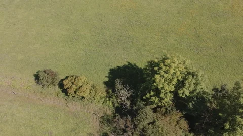 Aerial Drone Top-Down View of Zgierzynka Nature Reserve Forest Edge Stock Footage 324966421