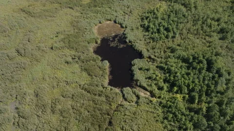 Aerial Drone Top-Down View of Dark Pond in Zgierzynka Nature Reserve Wetlands Video stock 324966487