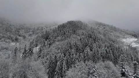 Aerial drone top-down view of snowy pine forest Apuseni mountains Vidéo 331873748