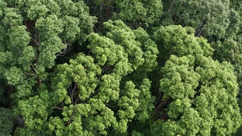 Aerial drone top down view of tropical forest canopy Stock-Footage 337730092