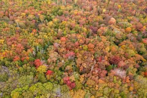 Aerial drone top down view of colourful autumn woodland near Digby Nova Sco.. Foto stock