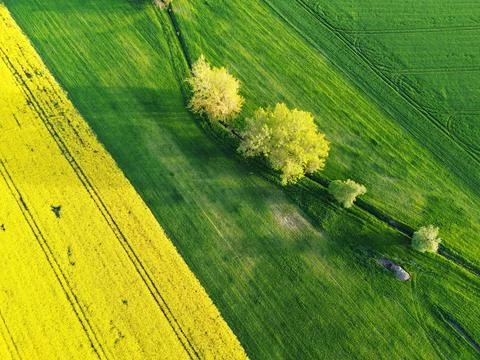 Aerial drone top view fields of rapeseed and wheat with lines on spring or .. Stock Photos