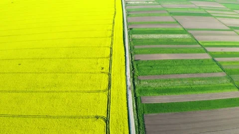 Aerial drone top view flight over yellow blooming field Stock Footage 130840611