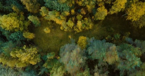 Aerial drone top view of forest and coniferous trees in the north. Russian Stock Footage 95842175
