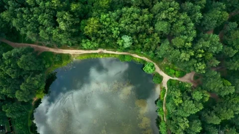 Aerial drone top view on forest and lake in the countryside Stock Footage 203879672