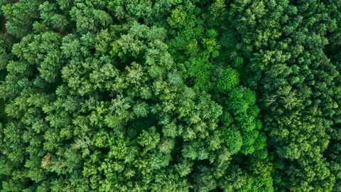 Aerial drone top view on forest and lake in the countryside Stock Footage 203879683