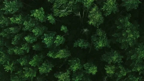 Aerial drone top view on forest in the countryside. Forest top view Stock Footage 203885306