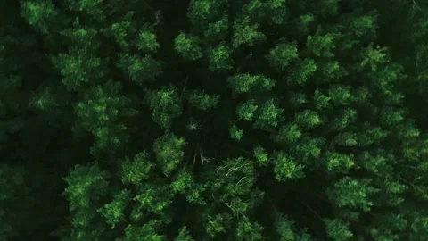 Aerial drone top view on forest in the countryside. Forest top view Stock Footage 203885432