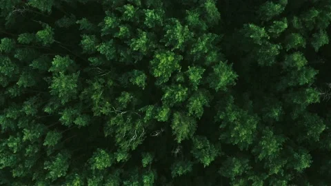 Aerial drone top view on forest in the countryside. Forest top view Stock Footage 203885482