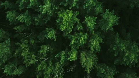 Aerial drone top view on forest in the countryside. Forest top view Stock Footage 203885568