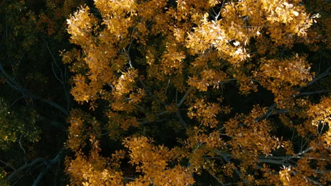 Aerial drone top view of Orange Treetops. Flying above the Autumn Forest Stock Footage 142093073