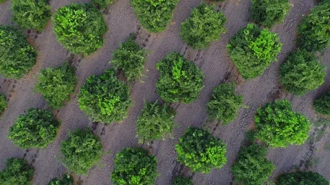 Aerial drone top view of plantation green orange citrus trees and field Stock Footage