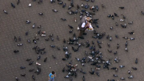 Aerial drone top view of a poor old man and a kid feeding a huge number of birds Stock Footage 89148818
