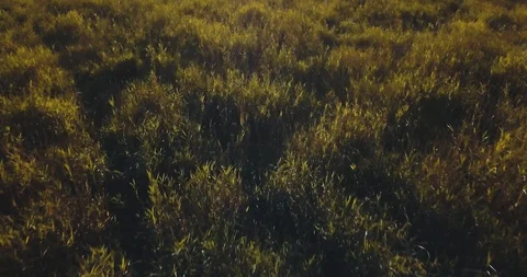 Aerial drone top view of of the sunset and field. light between trees. Russian Stock Footage 95866891