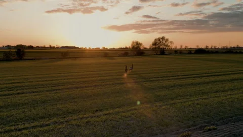 Aerial Drone Tracking Animals Running Across Field at Golden Sunset Video stock 324973708