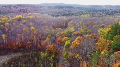 Aerial Drone Tracking Forwards Past Cliff Trees With Autumn Fall Forest Views 動画素材 267795687