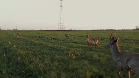Aerial Drone Tracking Herd of Roe Deer Running Across Field Stock Footage 324972896