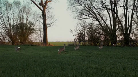 Aerial Drone Tracking Herd of Roe Deer Running on Green Field Stock-Footage 324972900