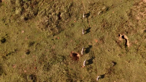 Aerial drone tracking herd of zebras across African grassland 動画素材 337184494