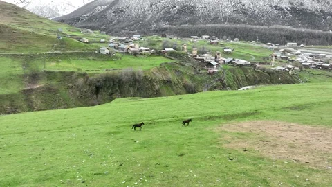 Aerial drone tracking shot of wild horses running on a green alpine meadow Stock Footage 336123128
