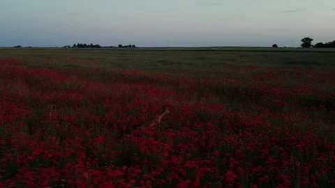 Aerial Drone Tracking Two Roe Deer Running Through Dark Poppy Field Video stock 324973279