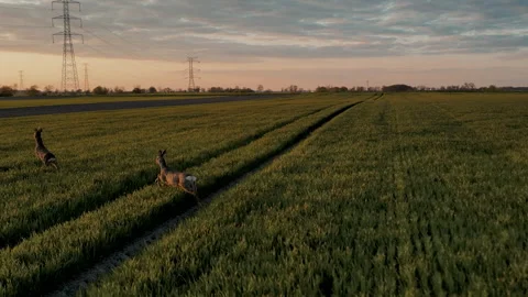 Aerial Drone Tracking Two Running Roe Deer Across Field at Sunset Stock-Footage 324972885