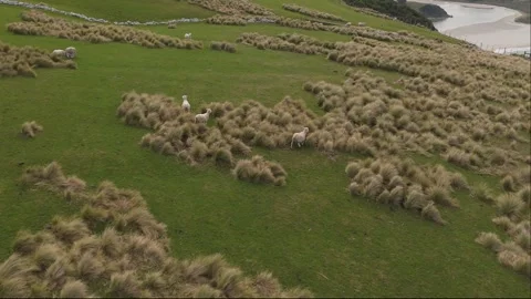 Aerial Drone Tracking View of Sheep Grazing on the Hills of Ireland Stock Footage 340762106