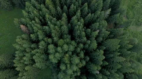 Aerial Drone Trees background Stock Footage 106244987