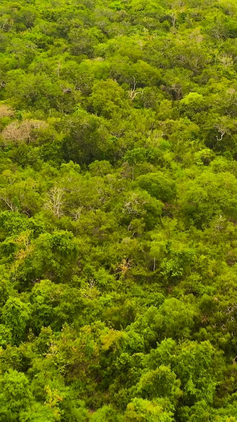 Aerial drone of Tropical landscape in Sri Lanka. Stock Footage 252185260