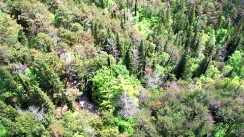 Aerial drone vertical 4K view-flight forest trees Tuscany-Italy Stock Footage 241353478