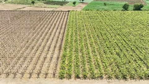 Aerial drone video of divided split vineyard sections, contrast between Bro.. Stock Footage 305736250