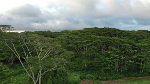 Aerial drone video of exploring the Hidden Beauty of Kauai: Koloa plantation Stock Footage 303932996
