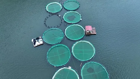 Aerial drone video of large fish farming in growing cages Stock Footage 266099759