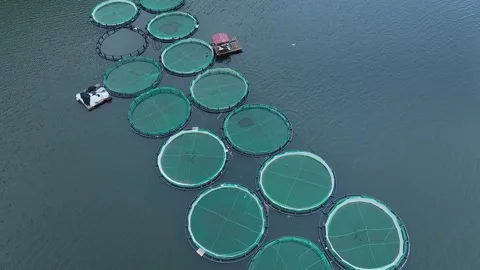 Aerial drone video of large fish farming in growing cages in calm deep waters Stock Footage 274818748
