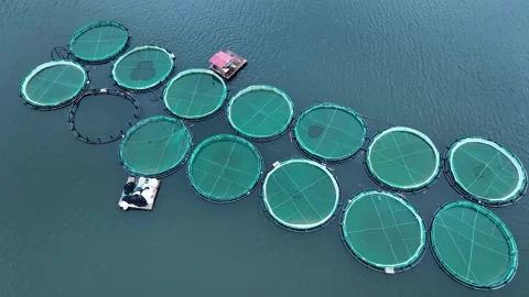 Aerial drone video of large fish farming in growing cages in calm deep waters Stock Footage 278506249
