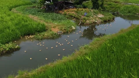 Aerial drone video of a large group of ducklings jumping into a small river Stock Footage 239050660