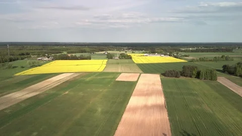 Aerial drone video of patchwork farmland with blooming yellow rapeseed fields Video stock 317250079