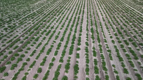 Aerial drone video of vegetable field with young green plants in rows Stock Footage 317072689