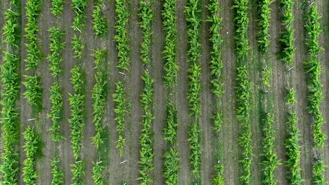 Aerial drone video of Vineyard - grape vines field for wine. Top down view of Stock-Footage 116046153