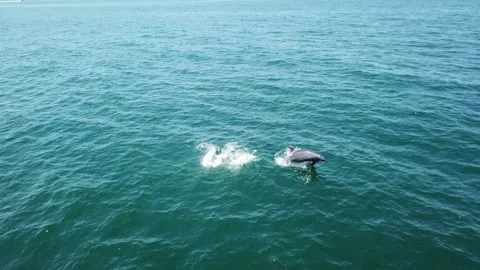 Aerial drone view 2 dolphins jumping out of the water Stockbeeldmateriaal 321382274